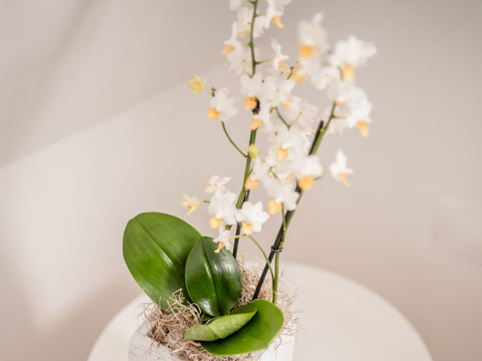 Turmsuite Blumen Seehotel Niedernberg
