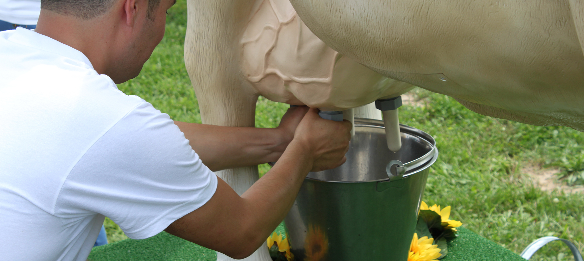 巴伐利亚牛挤奶