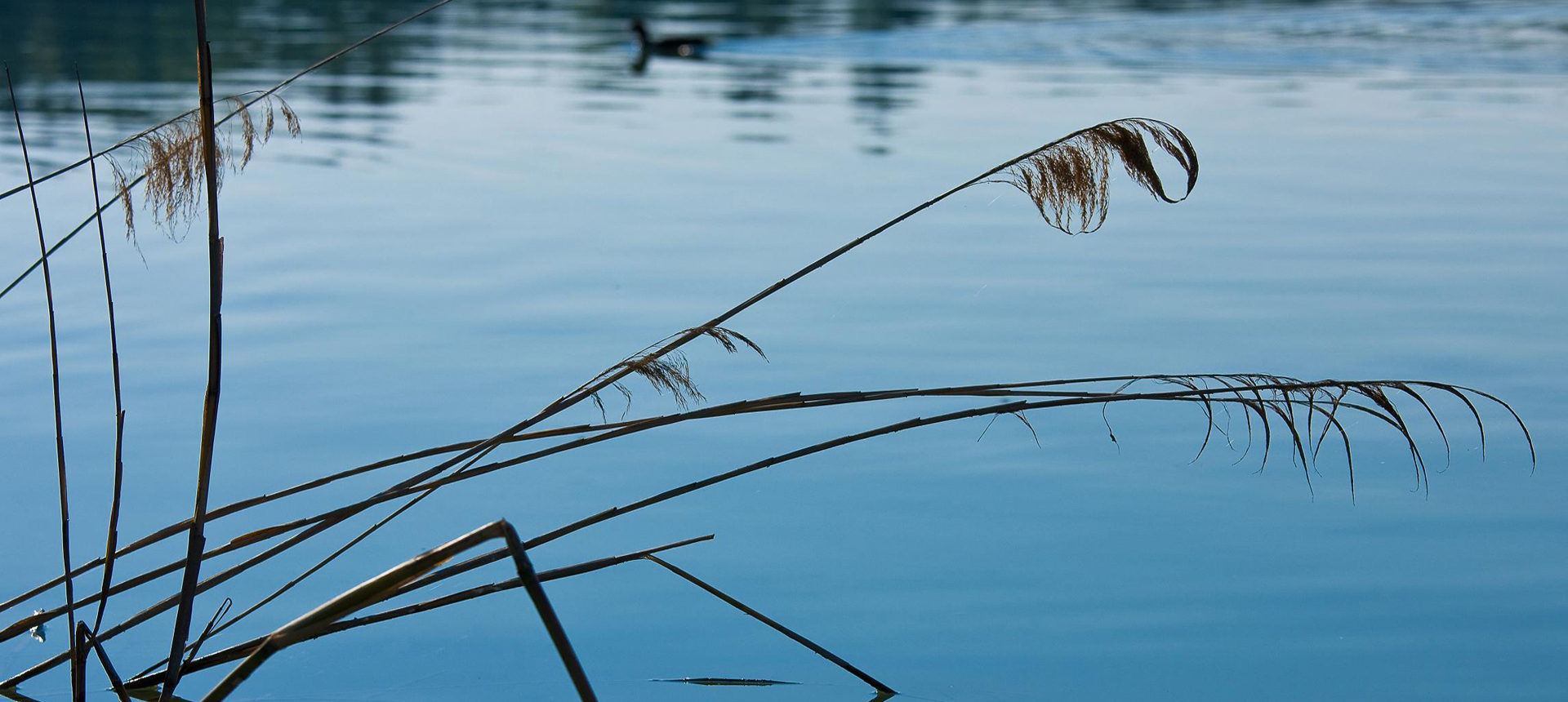 Aerobica in acqua